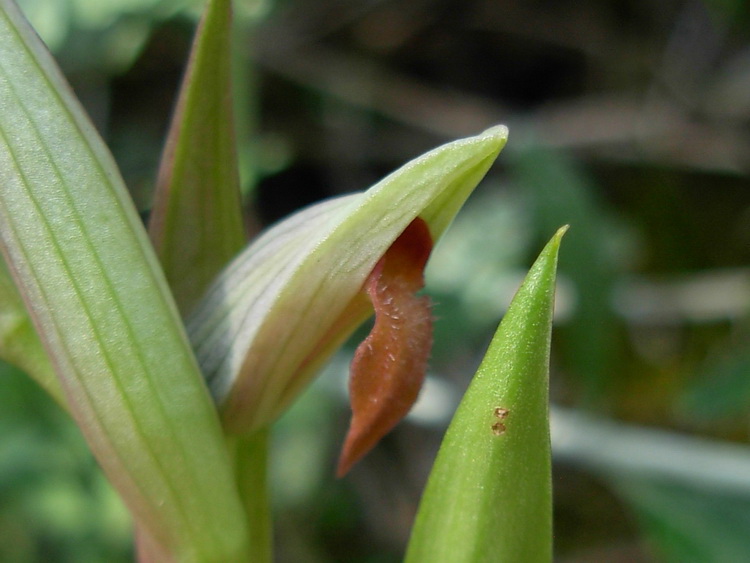 Serapias parviflora?